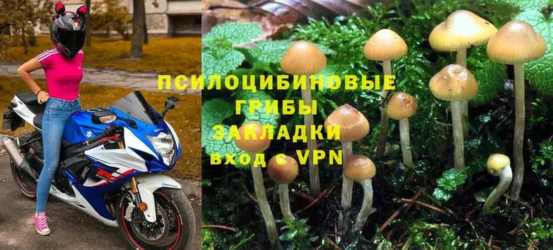 Галлюциногенные грибы Cubensis  наркотики  Покровск 